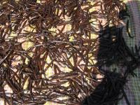 So this is what vanilla pods look like